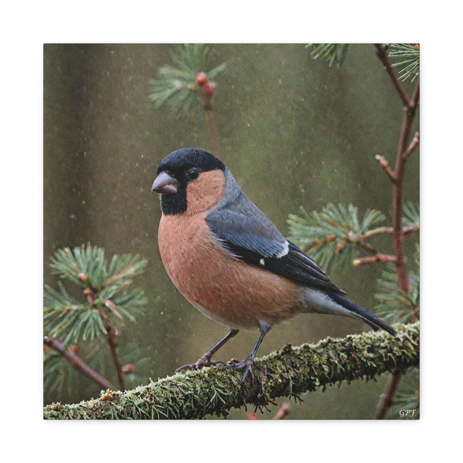 Eurasian Bullfinch (0131) - Great Pictures Framed