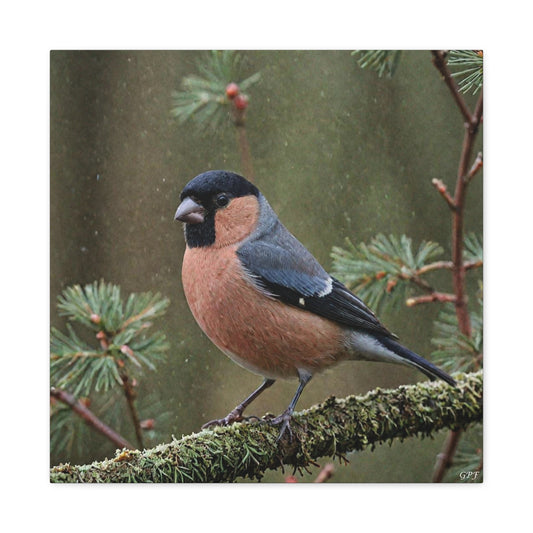 Eurasian Bullfinch (0131) - Great Pictures Framed