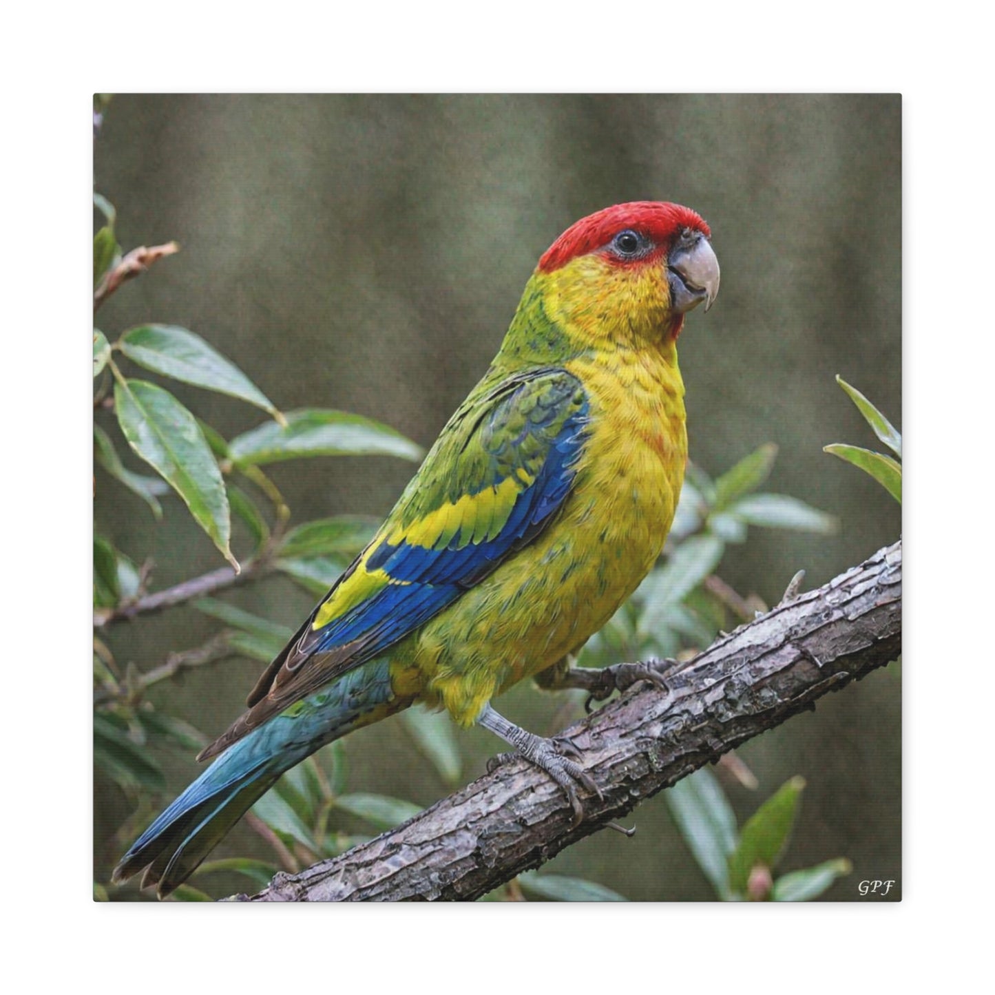 Eastern Rosella (0092) - Great Pictures Framed