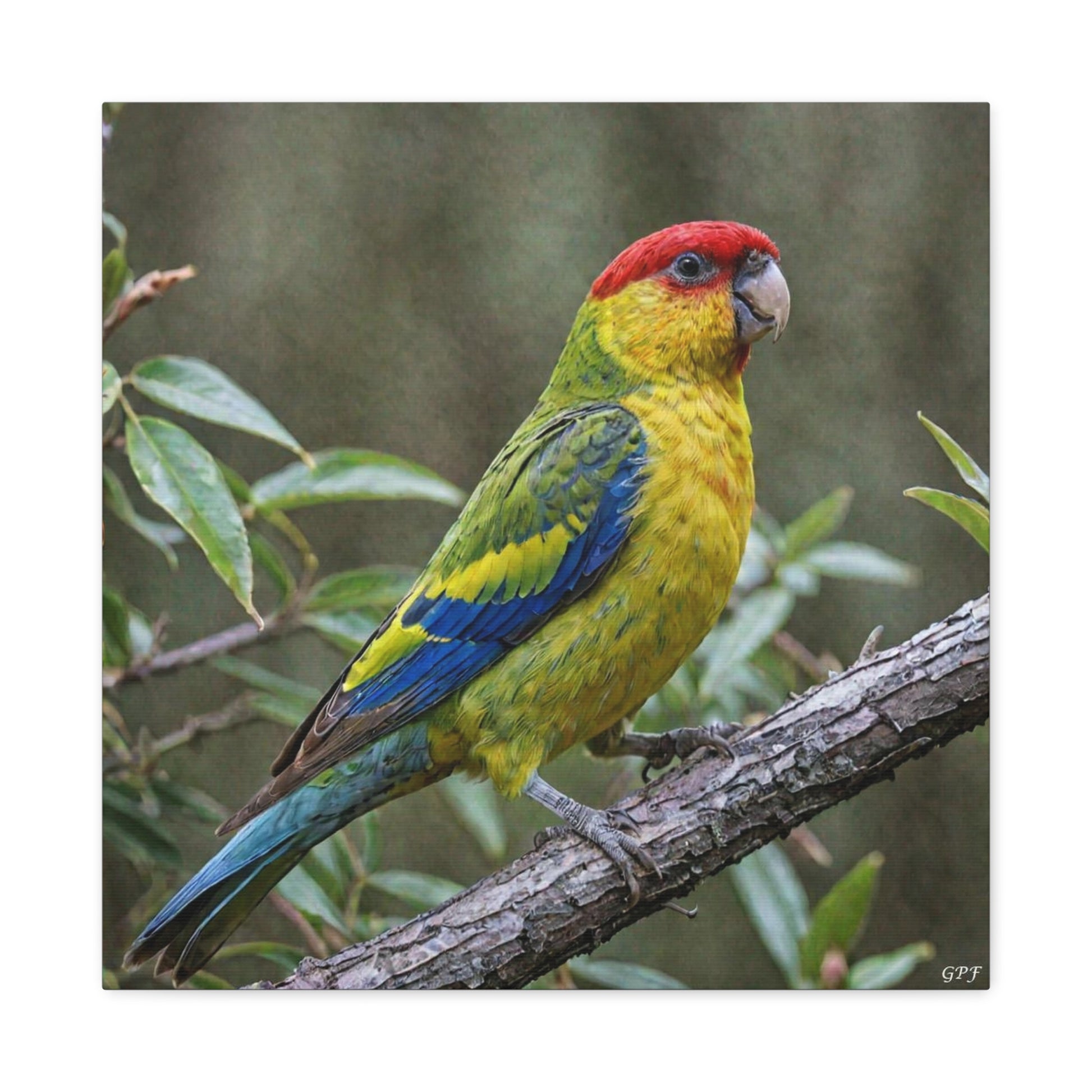 Eastern Rosella (0092) - Great Pictures Framed