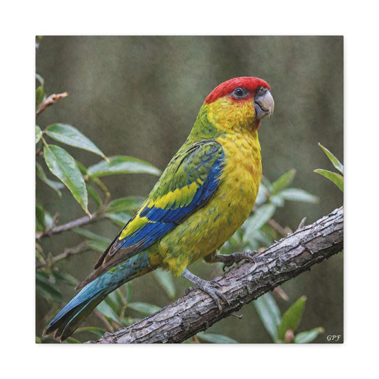 Eastern Rosella (0092) - Great Pictures Framed