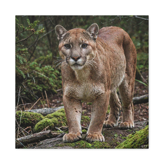 Cougar (055) - Great Pictures Framed