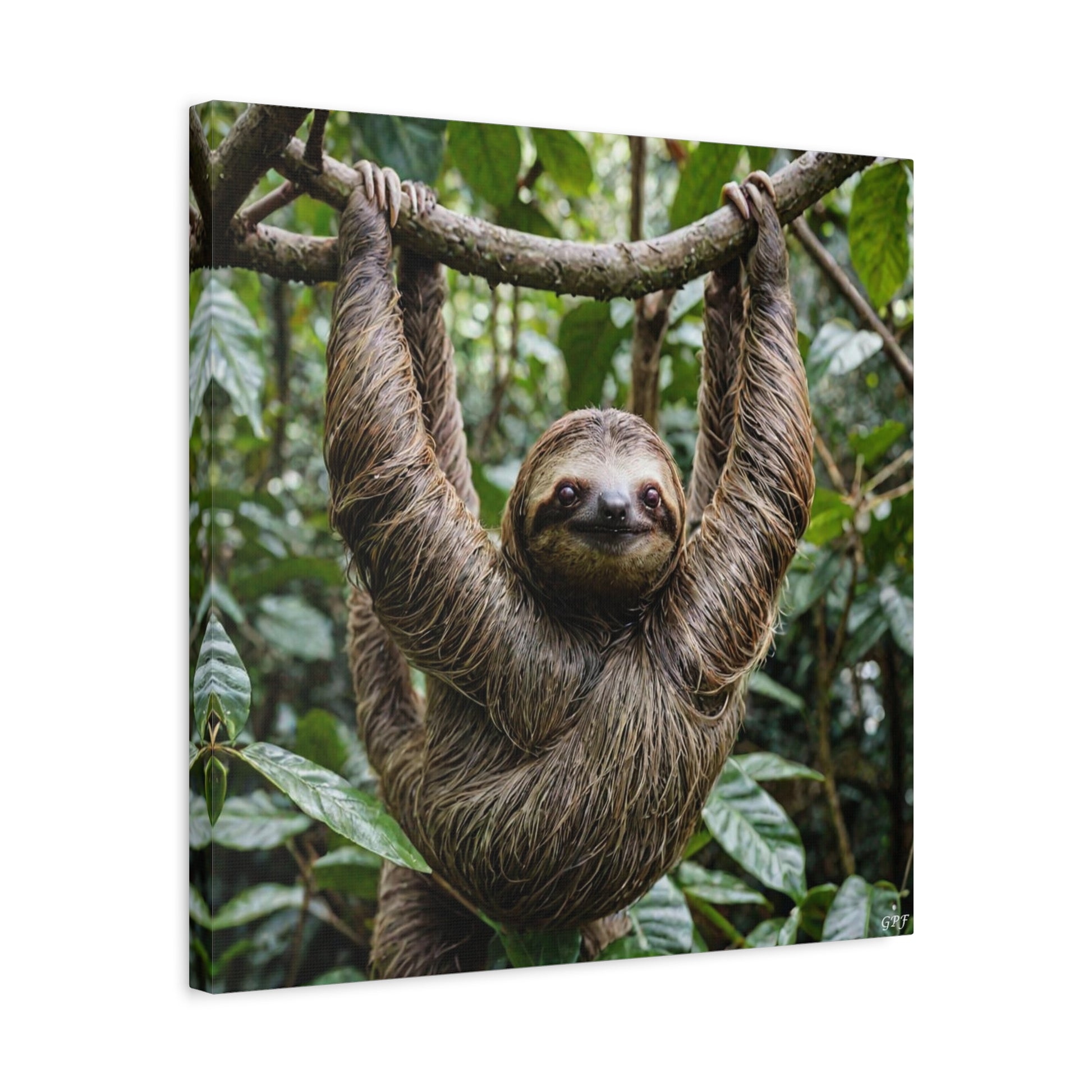 Sloth (087) - Great Pictures Framed
