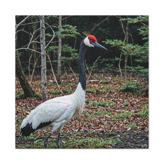 Red-crowned Crane (0069) - Great Pictures Framed