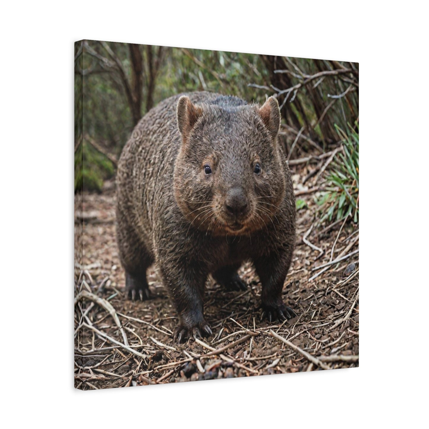 Wombat (39) - Great Pictures Framed
