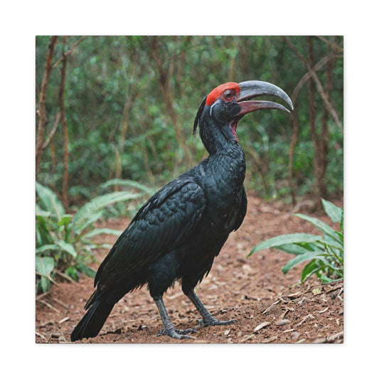 Abyssinian Ground Hornbill (0001) - Great Pictures Framed
