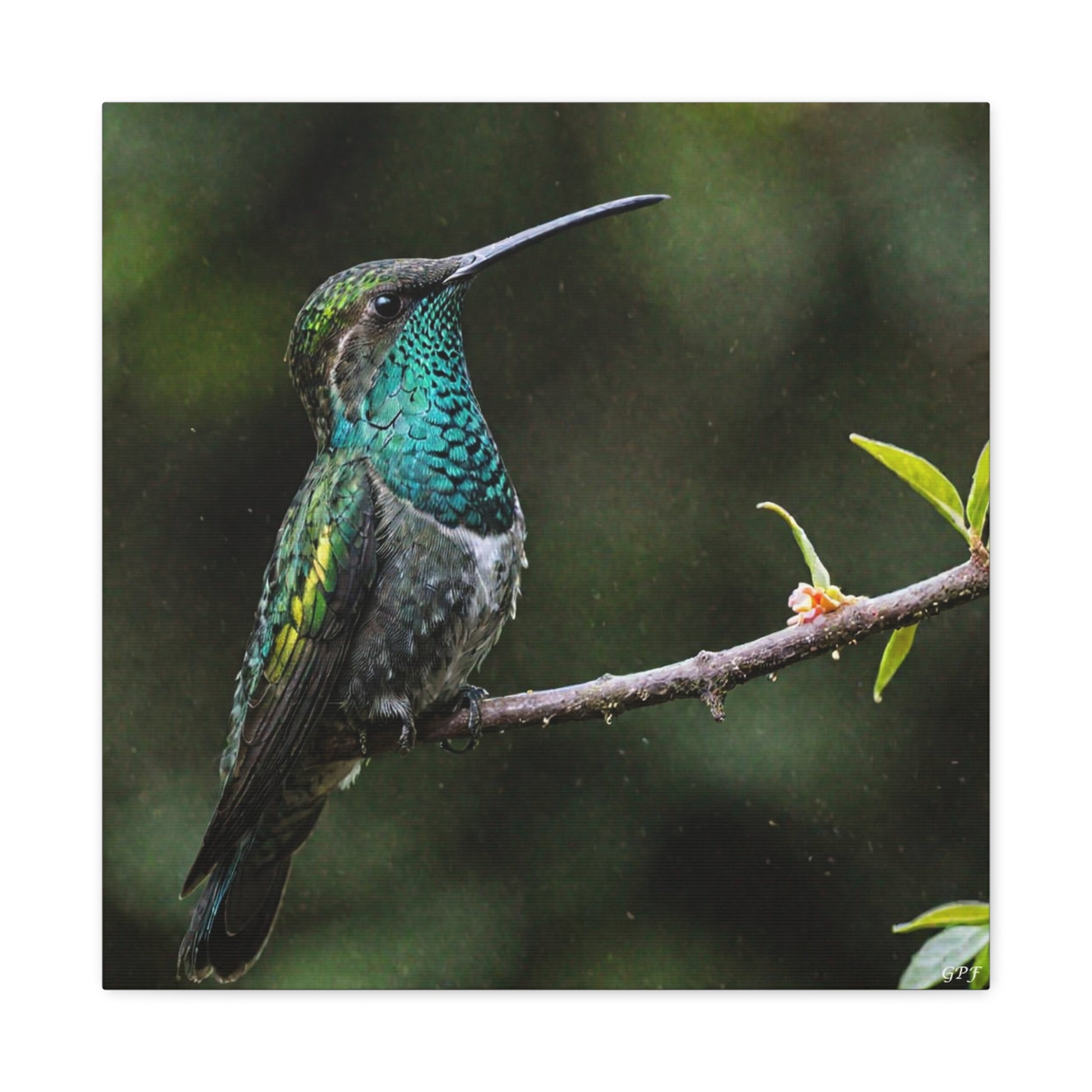 Sword-billed Hummingbird (0234) - Great Pictures Framed