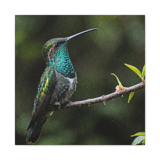 Sword-billed Hummingbird (0234) - Great Pictures Framed