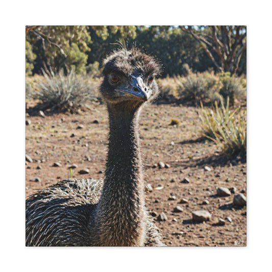 Emu (0094) - Great Pictures Framed