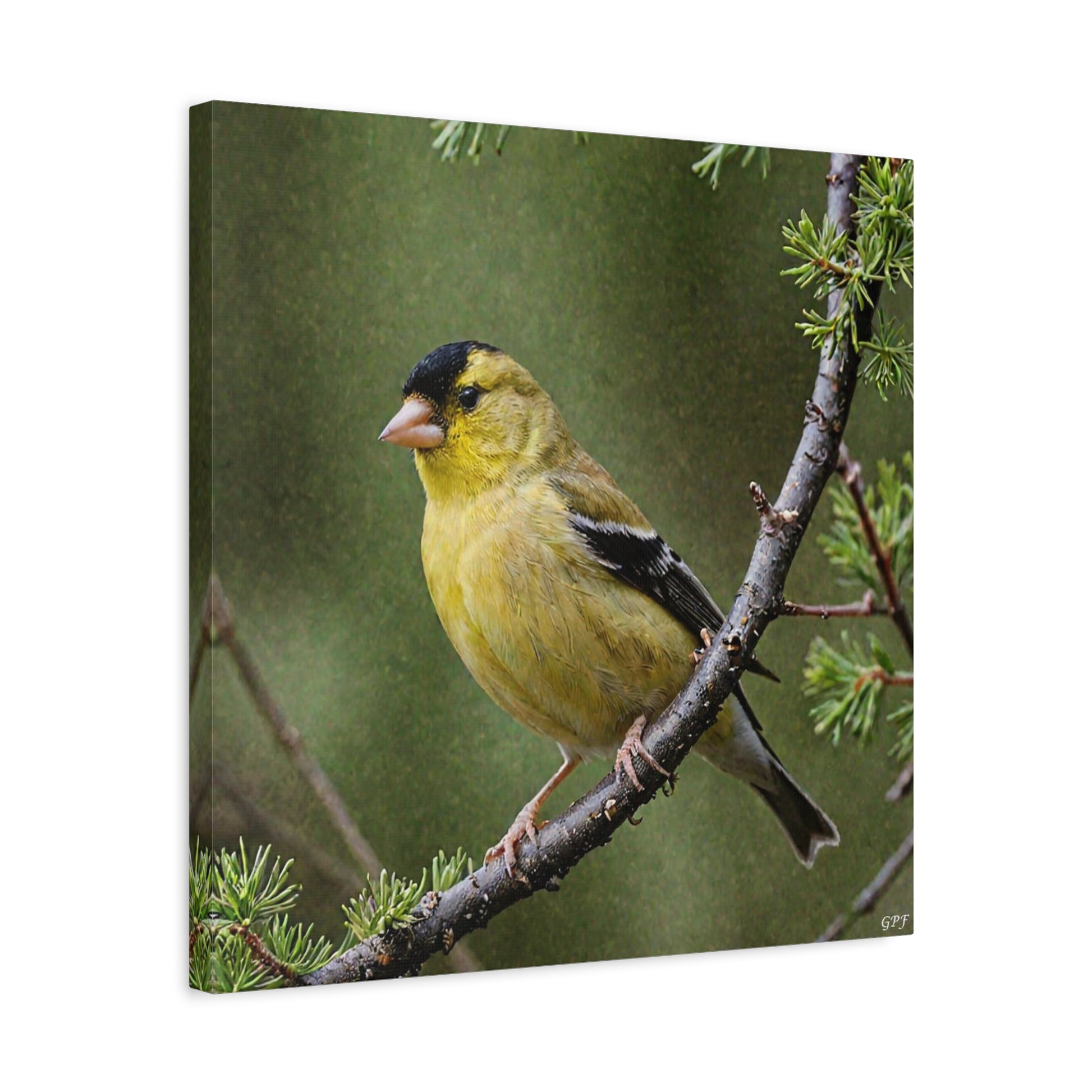 American Goldfinch (0162) - Great Pictures Framed