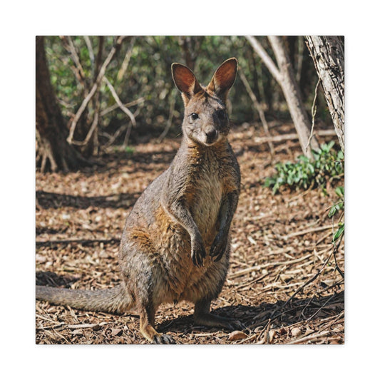 Wallaby (38) - Great Pictures Framed