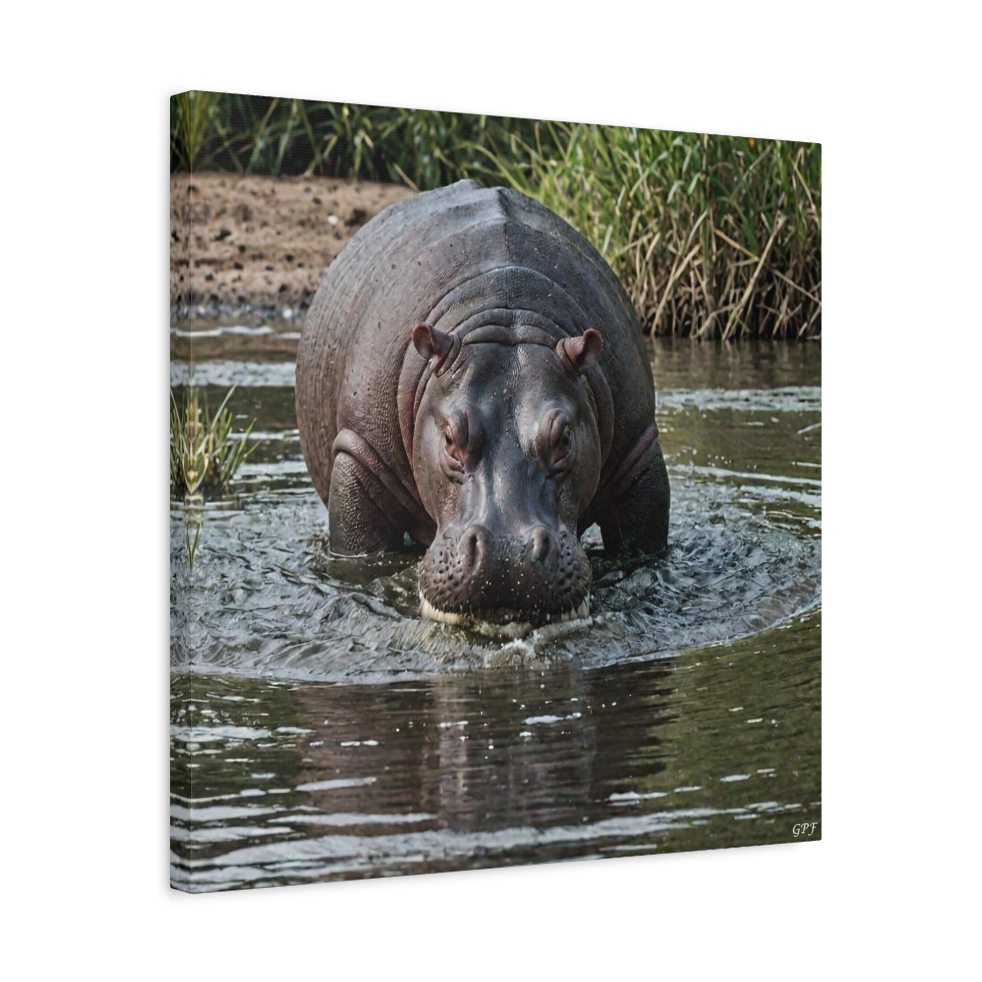Hippopotamus (009) - Great Pictures Framed
