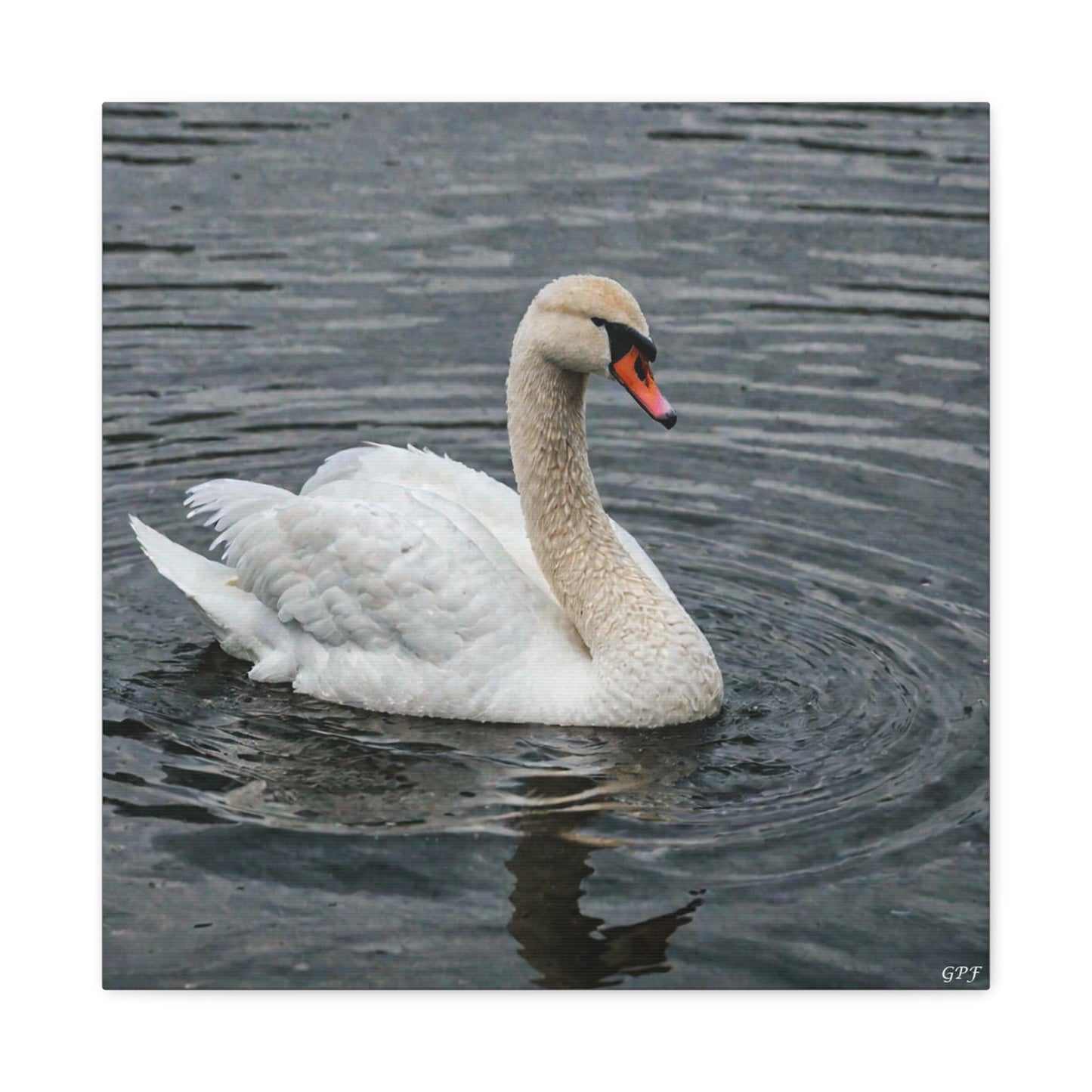Mute Swan (0151) - Great Pictures Framed