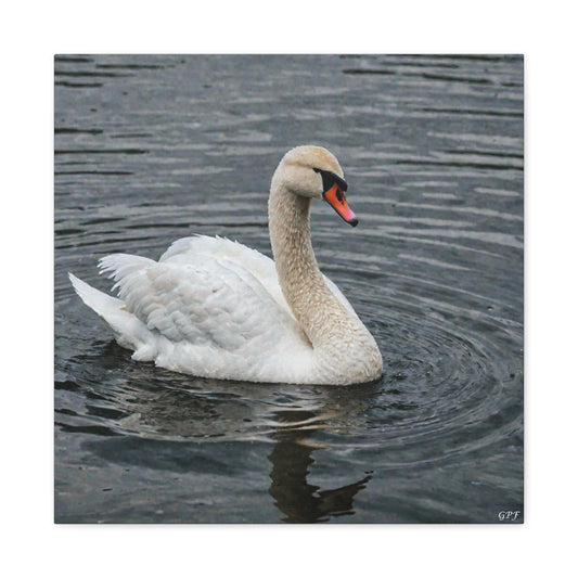 Mute Swan (0151) - Great Pictures Framed