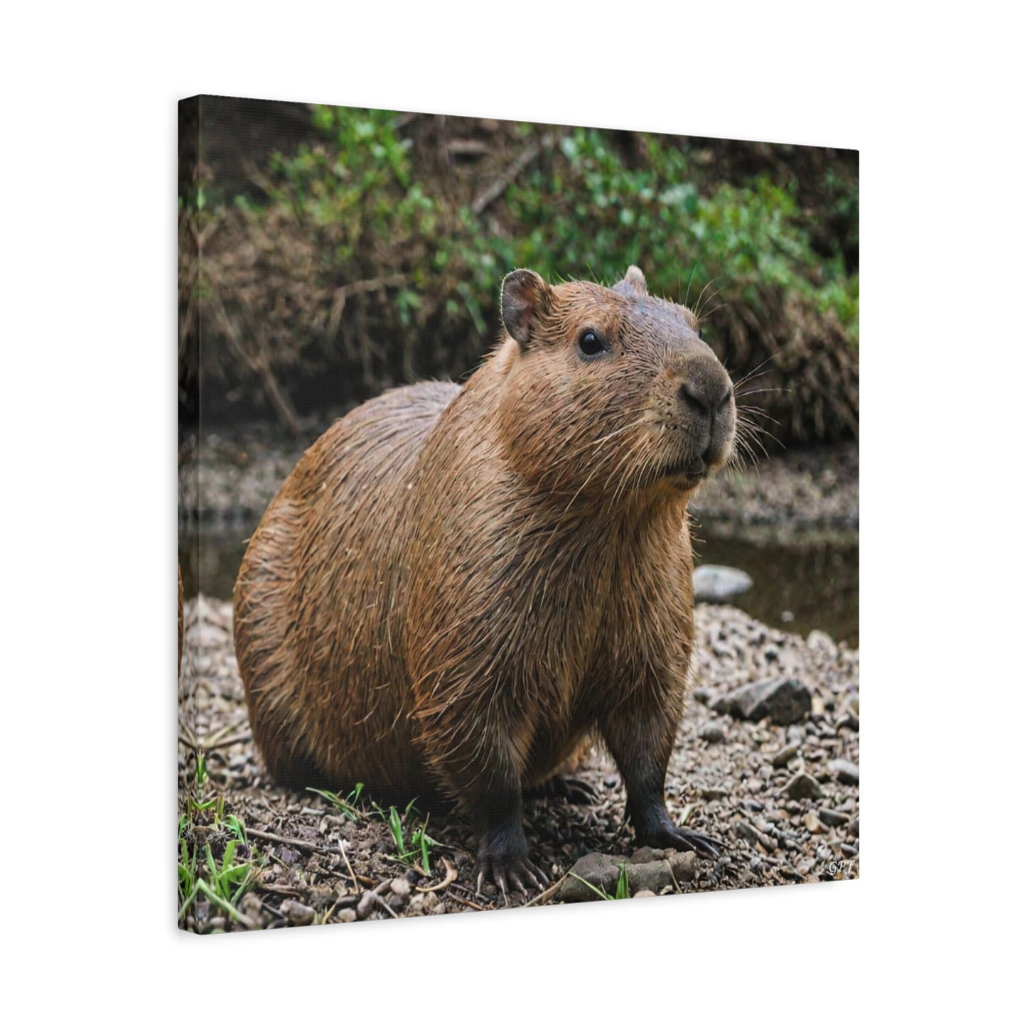 Capybara (086) - Great Pictures Framed