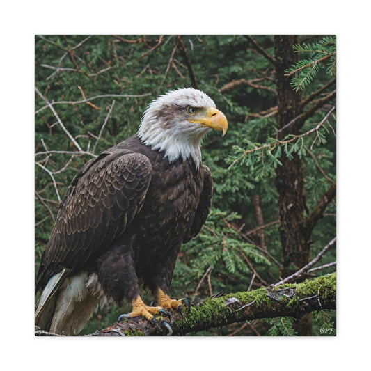 Bald Eagle (042) - Great Pictures Framed