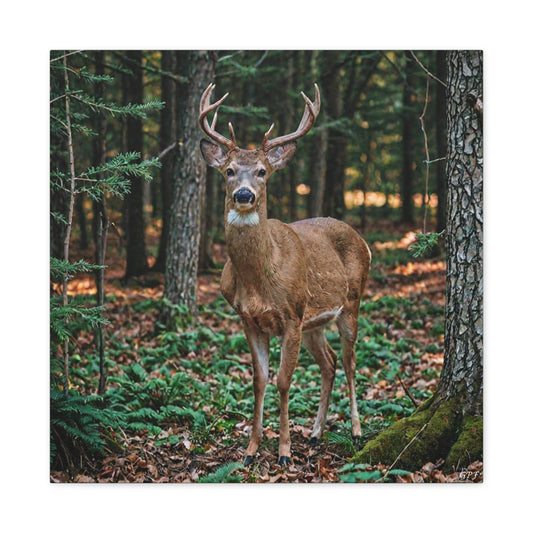 White-tailed Deer (069) - Great Pictures Framed