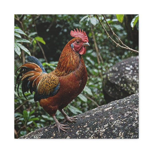 Guianan Cock-of-the-rock (0213) - Great Pictures Framed