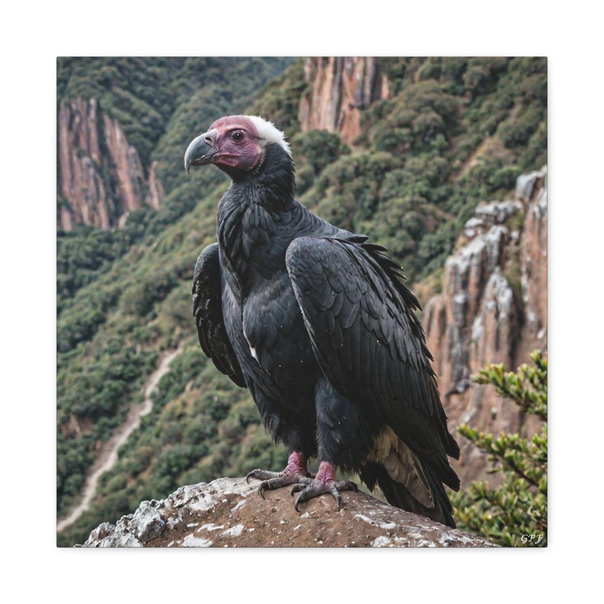 Andean Condor (0206) - Great Pictures Framed
