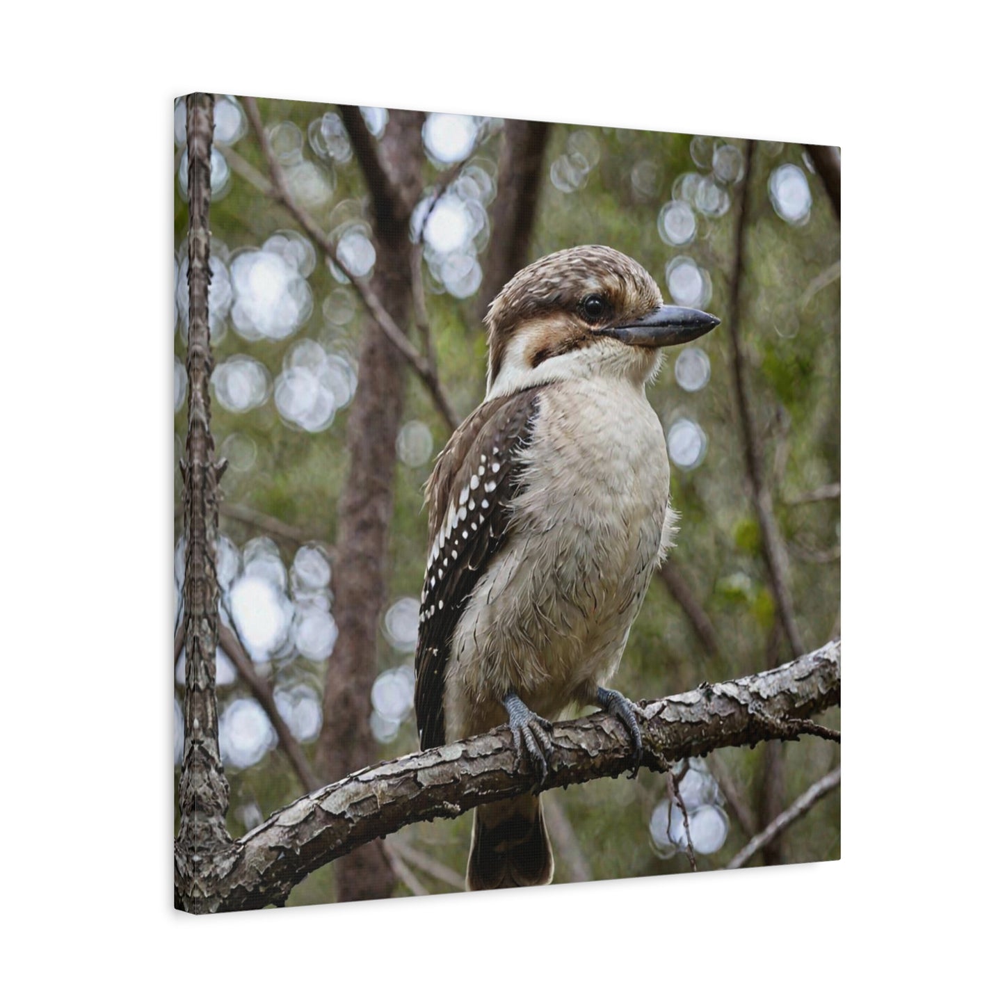 Kookaburra (22) - Great Pictures Framed