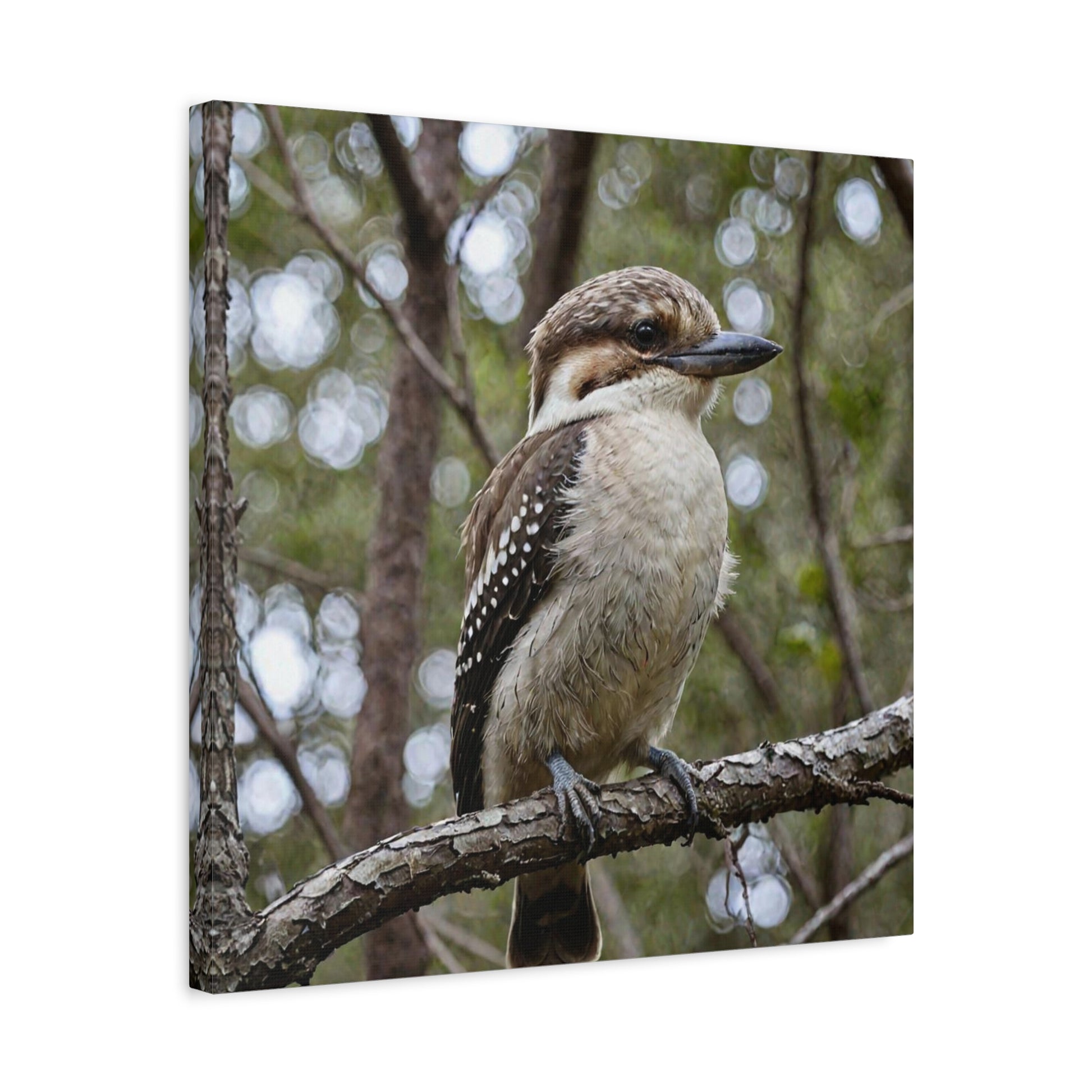 Kookaburra (22) - Great Pictures Framed