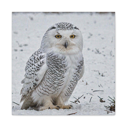 Snowy Owl (0193) - Great Pictures Framed