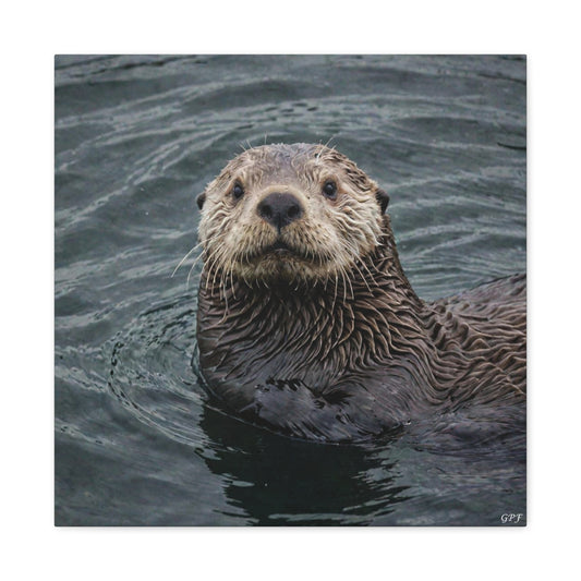 Sea Otter (078) - Great Pictures Framed