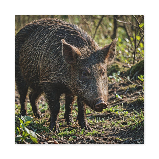 Wild Boar (130) - Great Pictures Framed