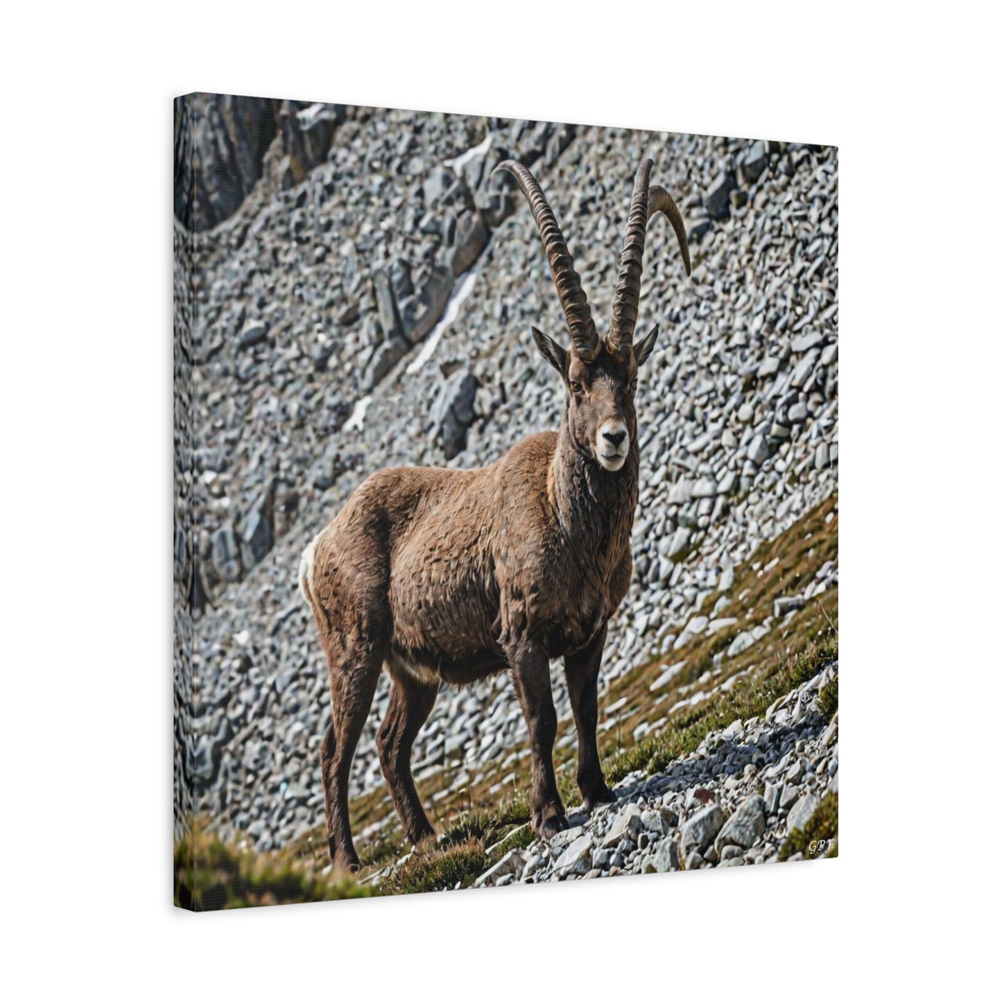 Alpine Ibex (137) - Great Pictures Framed