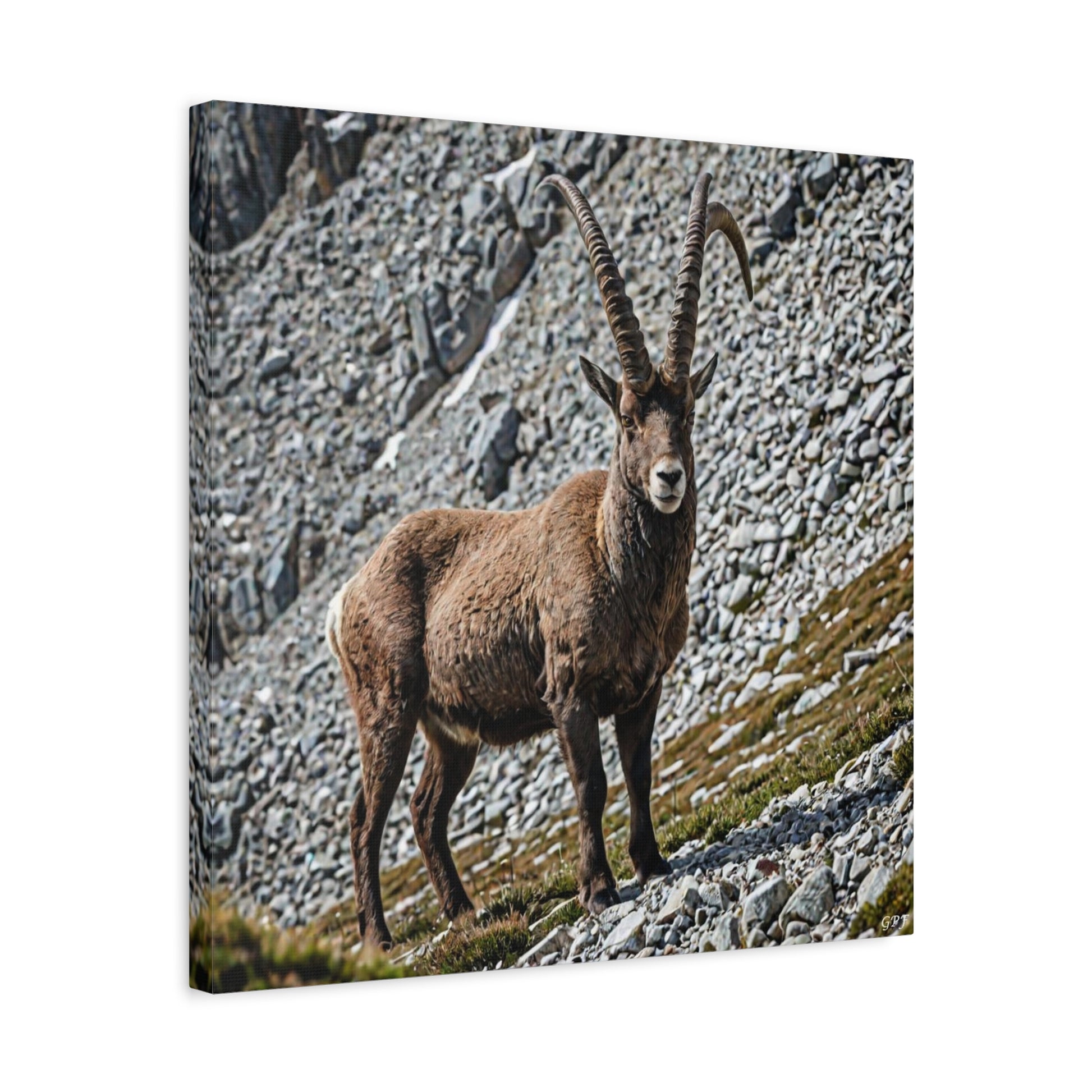 Alpine Ibex (137) - Great Pictures Framed