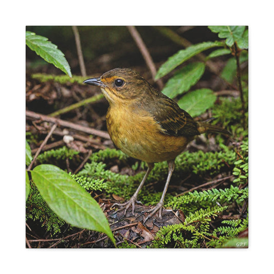 Yellow-breasted Antpitta (0238) - Great Pictures Framed