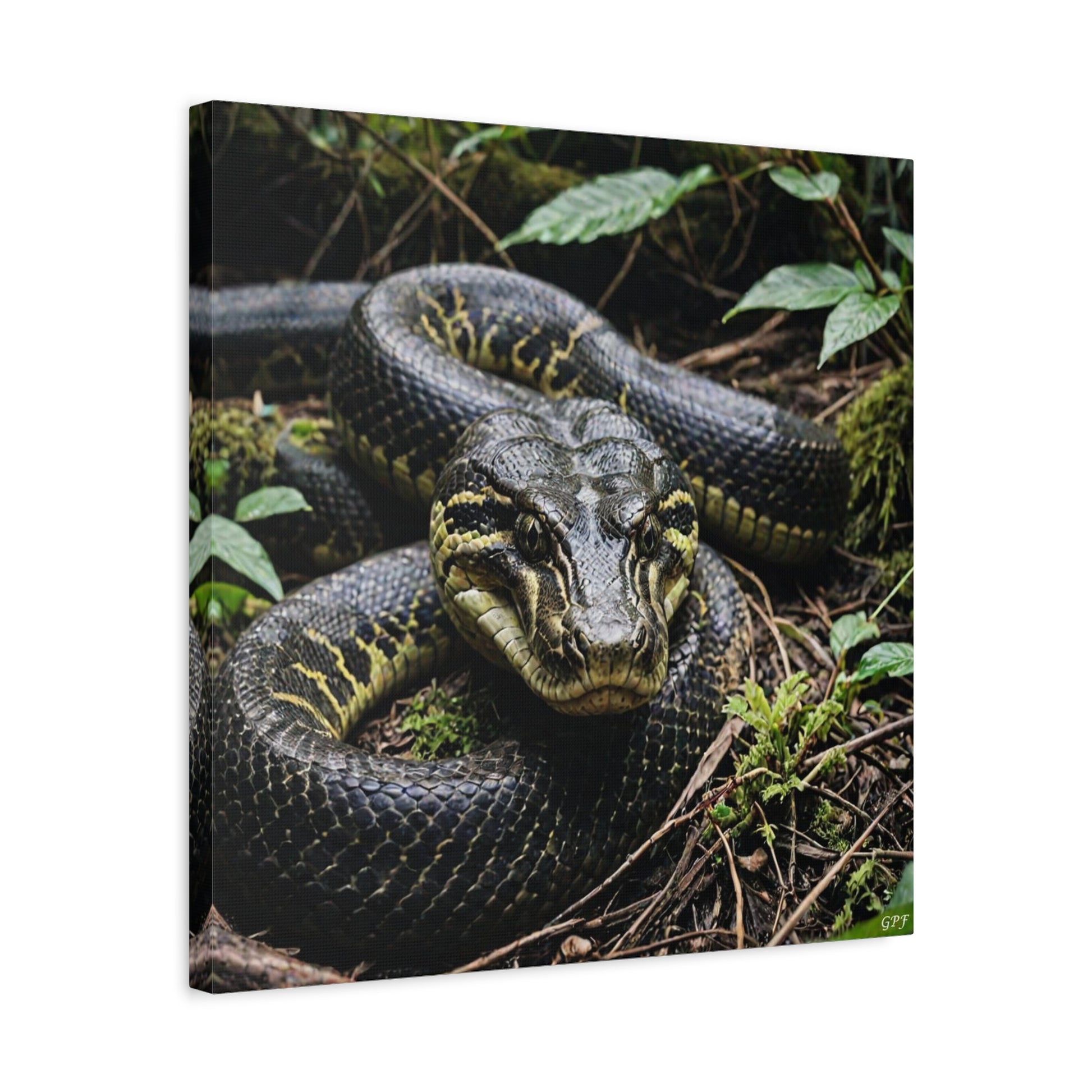 Anaconda (088) - Great Pictures Framed