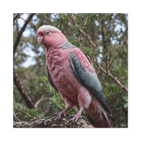 Galah (0098) - Great Pictures Framed