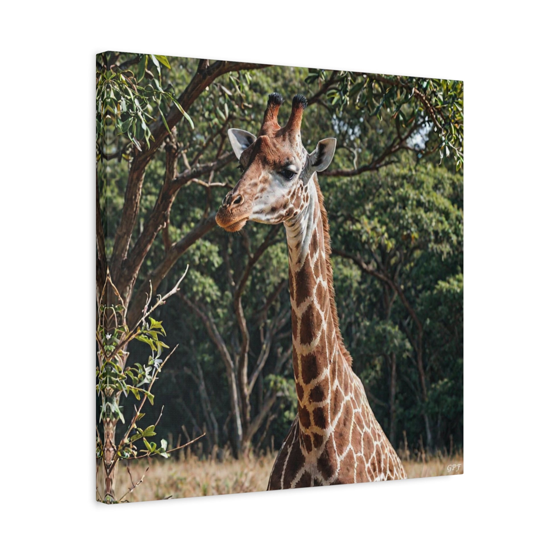 Giraffe (006) - Great Pictures Framed