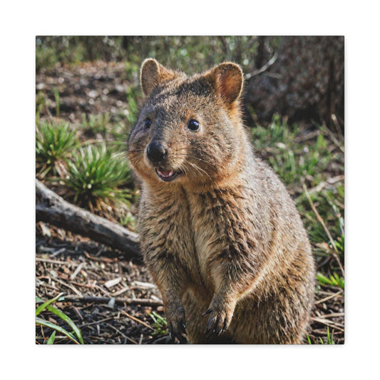Quokka (27) - Great Pictures Framed