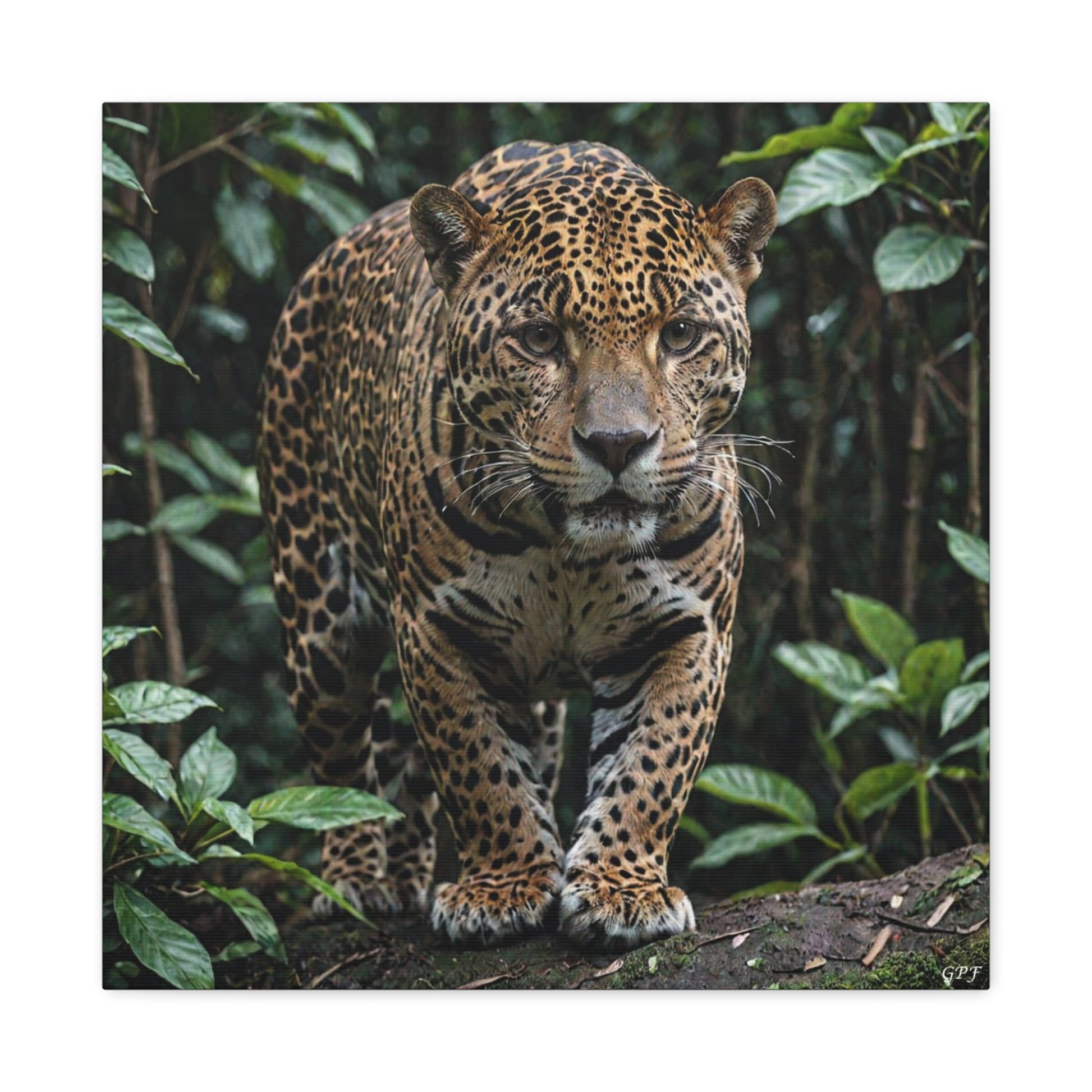 Jaguar (081) - Great Pictures Framed