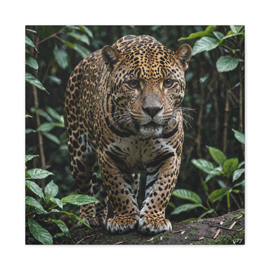 Jaguar (081) - Great Pictures Framed