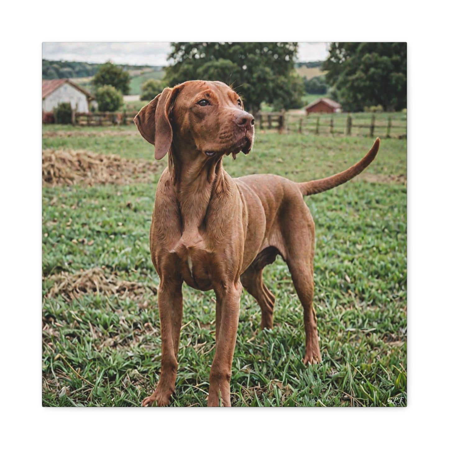 Vizsla (105) - Great Pictures Framed