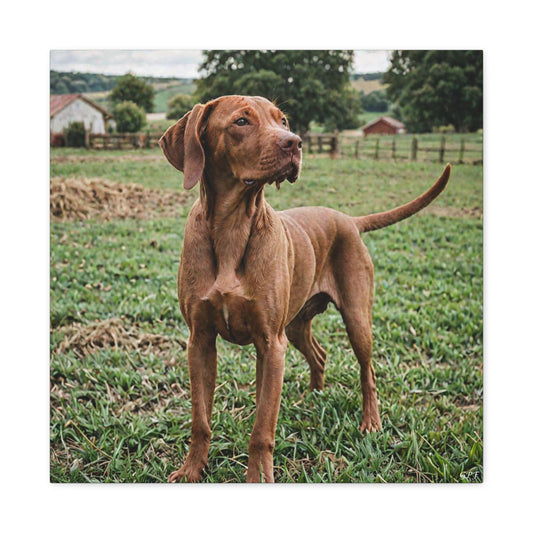 Vizsla (105) - Great Pictures Framed