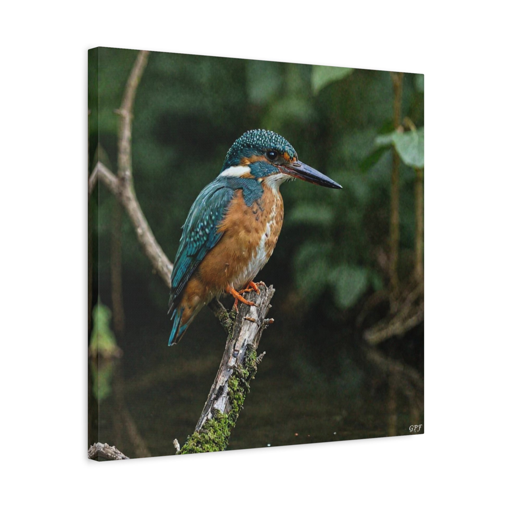 Common Kingfisher (0129) - Great Pictures Framed