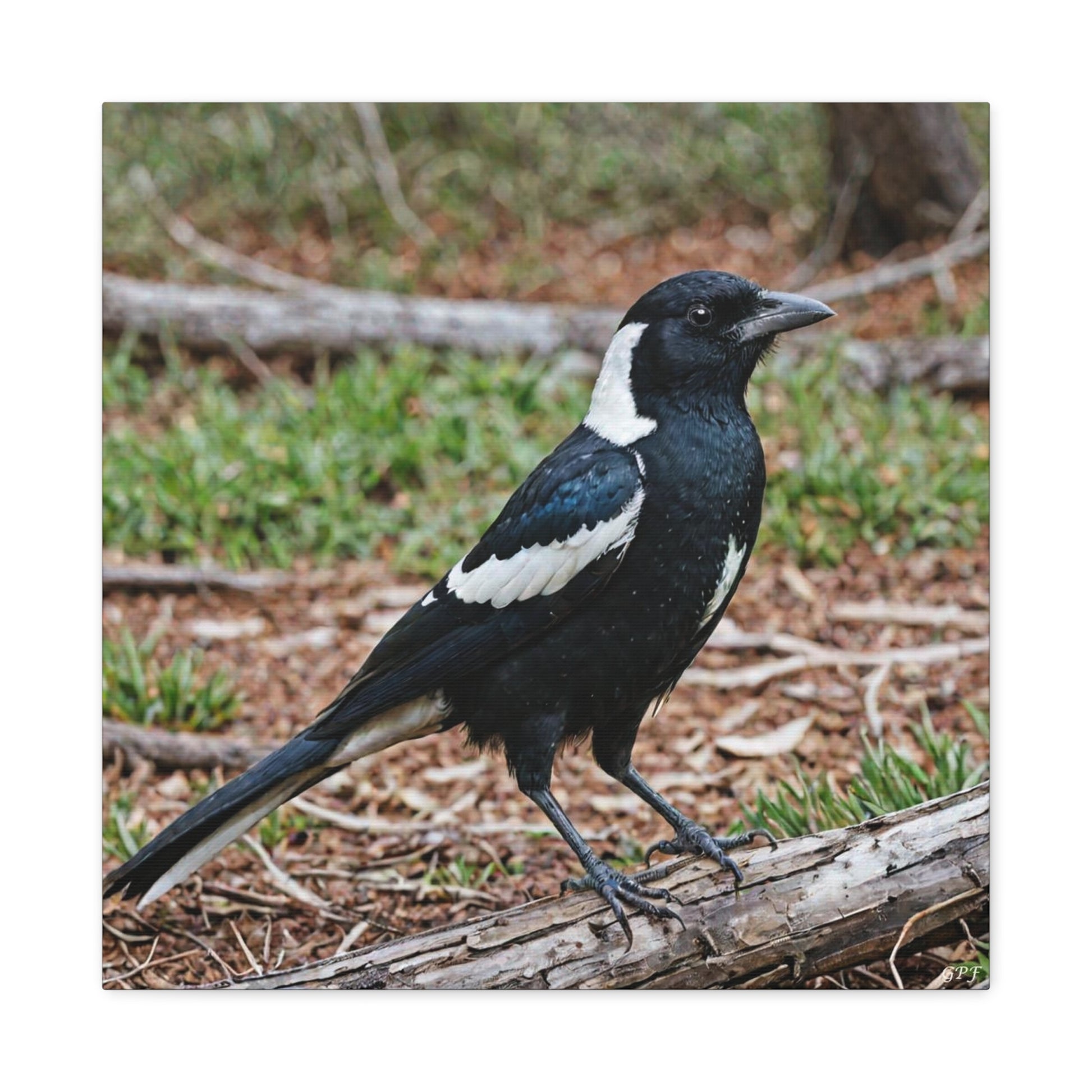Australian Magpie (0084) - Great Pictures Framed