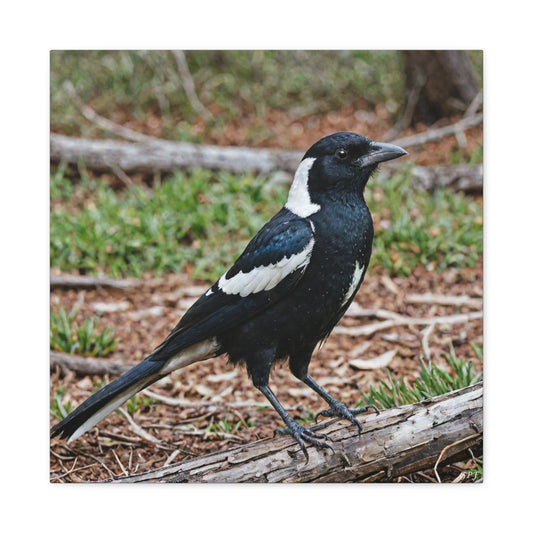 Australian Magpie (0084) - Great Pictures Framed