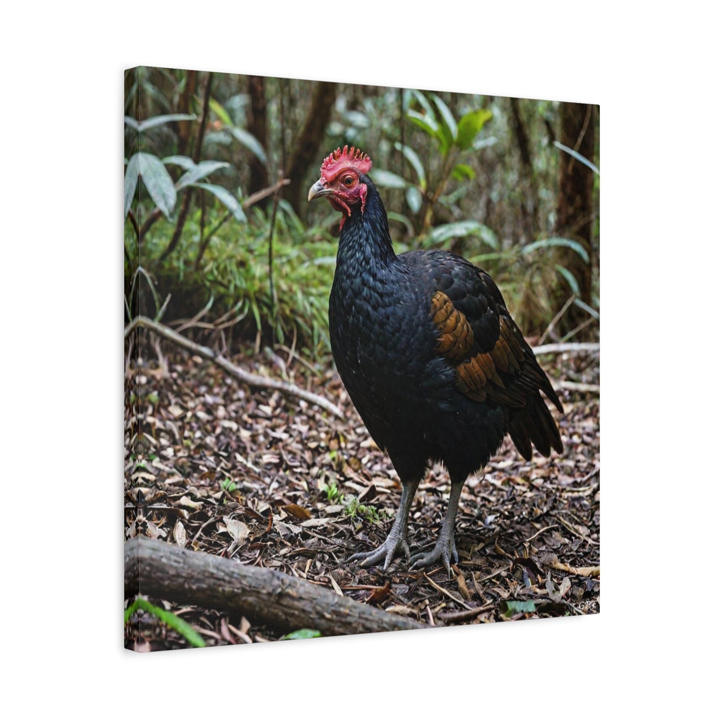 Australian Brush Turkey (0082) - Great Pictures Framed