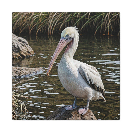 Australian Pelican (0086) - Great Pictures Framed