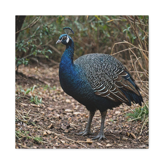 Vulturine Guineafowl (0037) - Great Pictures Framed