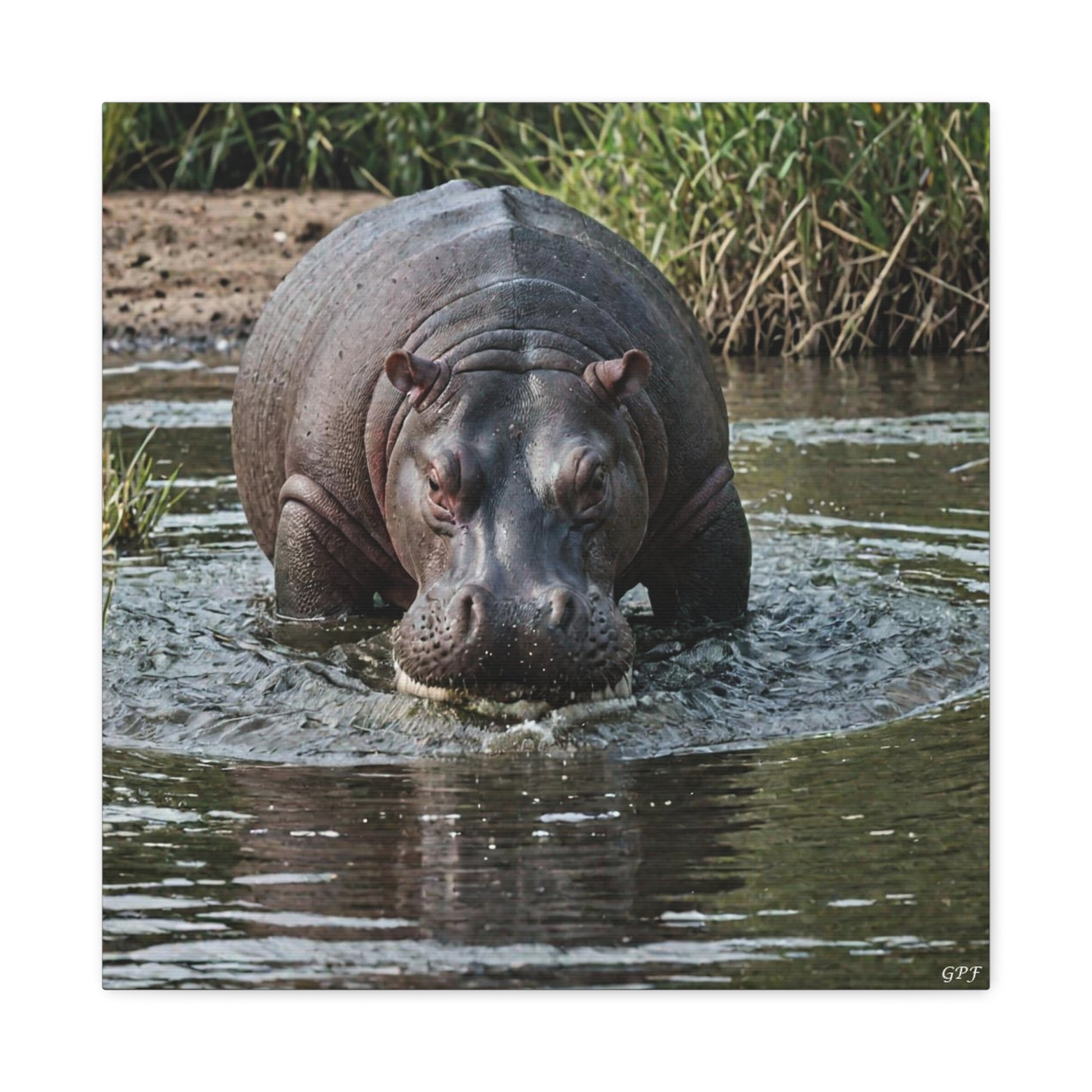 Hippopotamus (009) - Great Pictures Framed