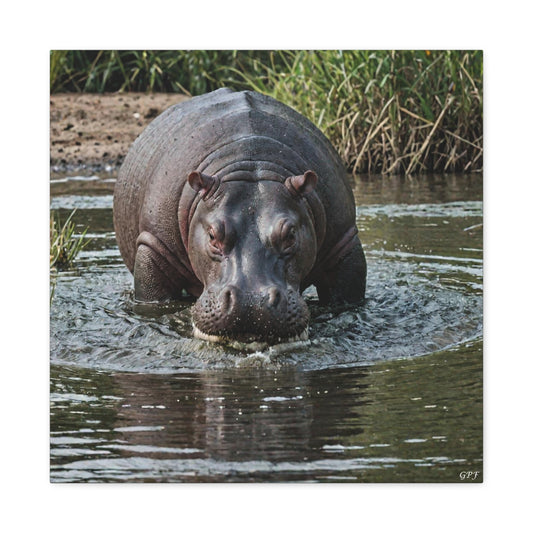 Hippopotamus (009) - Great Pictures Framed