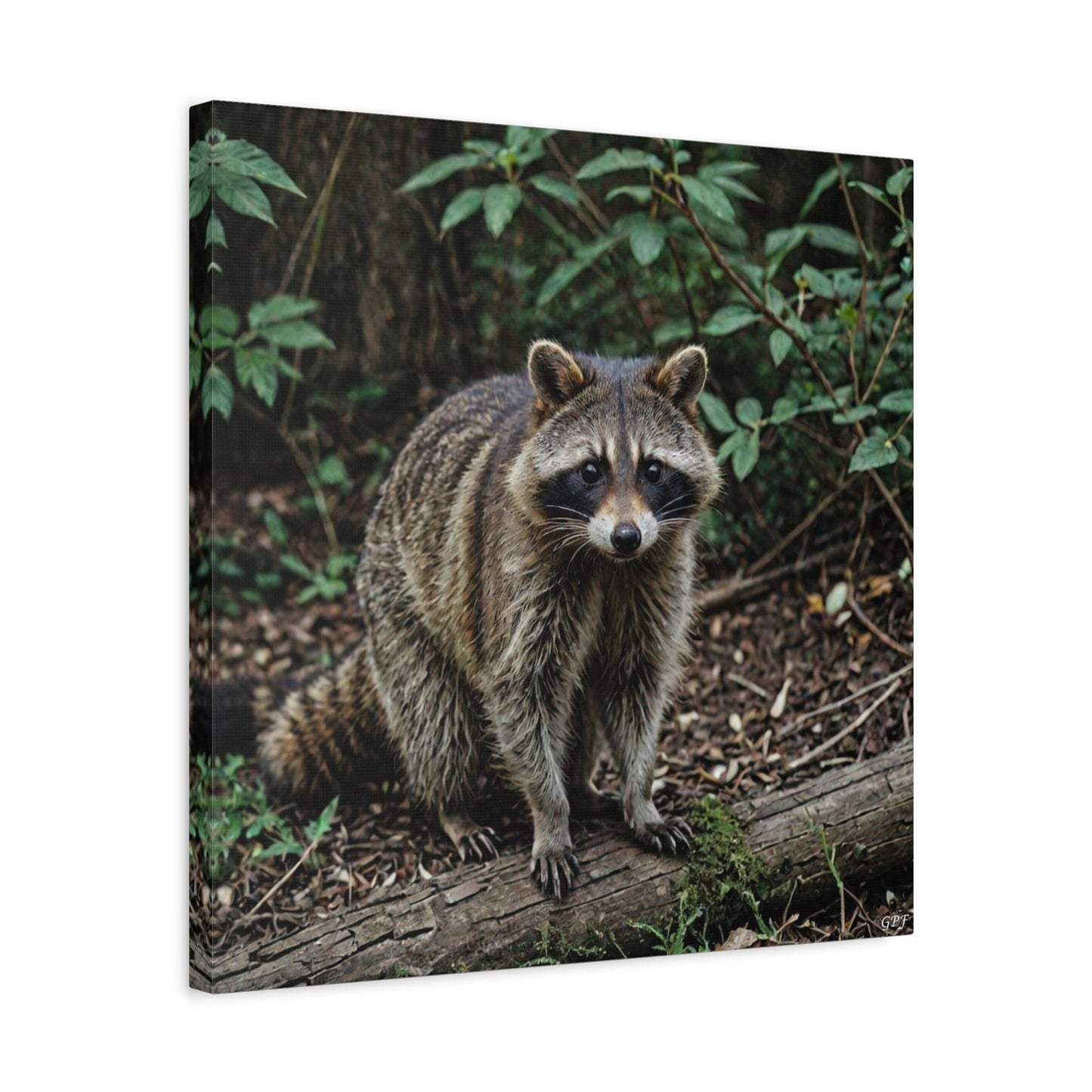 Raccoon (063) - Great Pictures Framed