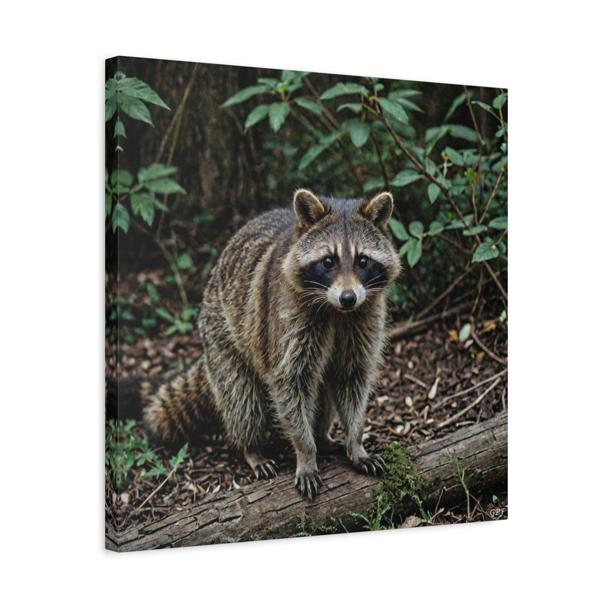 Raccoon (063) - Great Pictures Framed