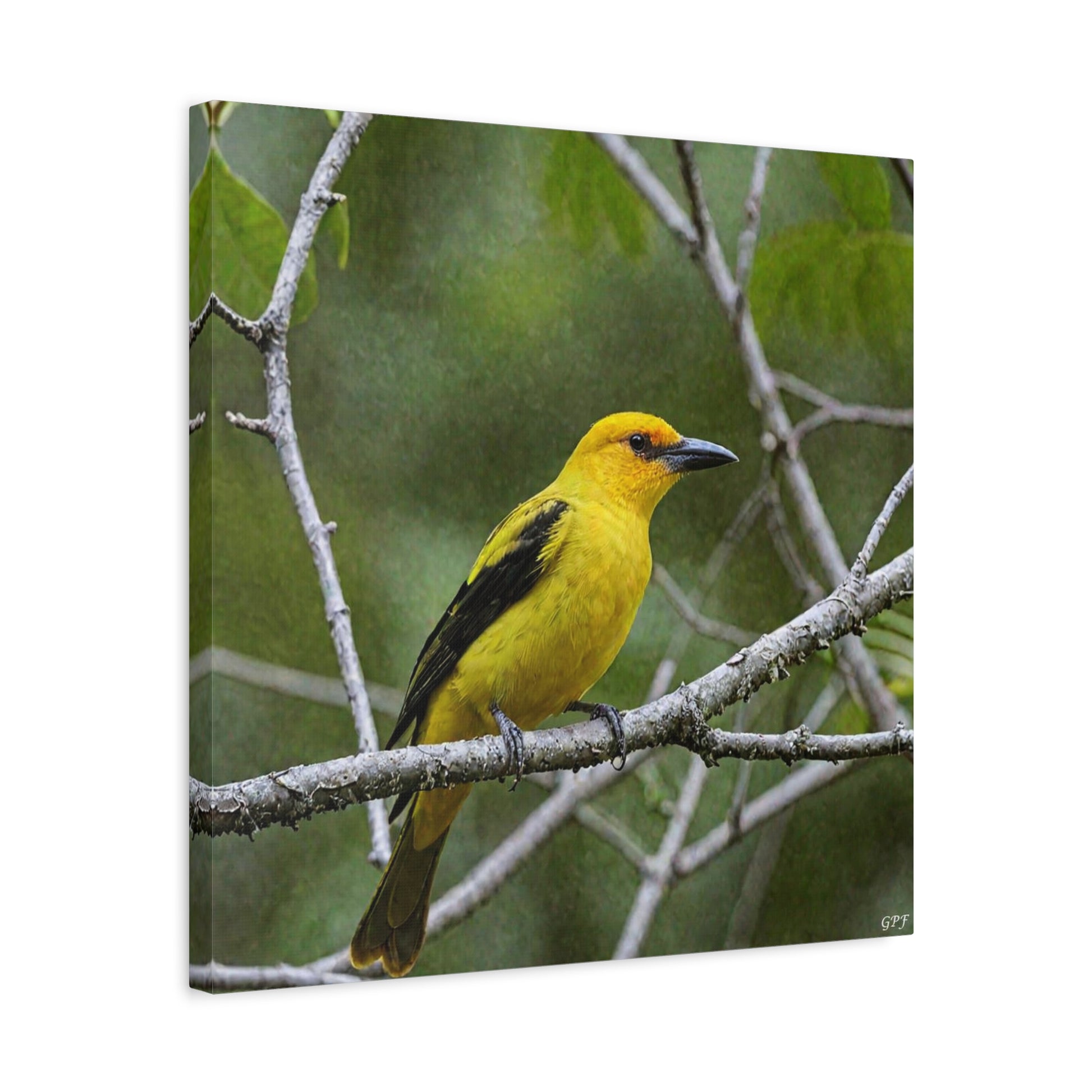 Black-naped Oriole (0048) - Great Pictures Framed
